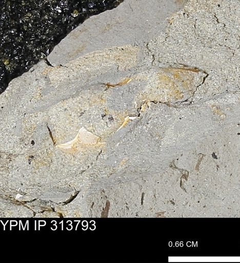 undet. Mollusca