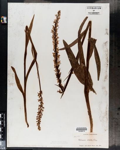 Plantae