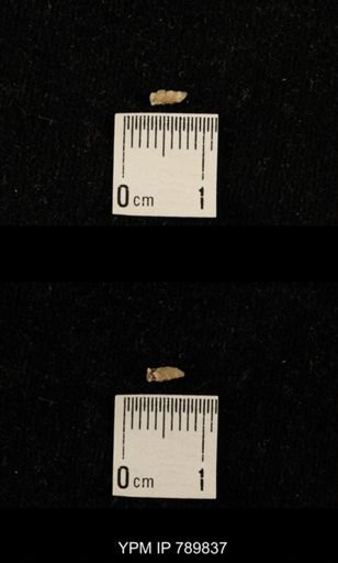 taxon undetermined