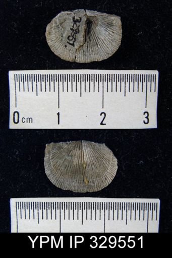 undet. Chonetoidea