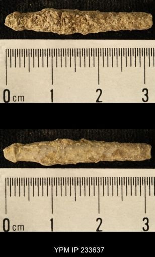 Archaeocidaris sp.