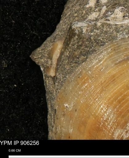 undet. Mollusca