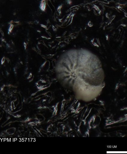 undet. Foraminiferida