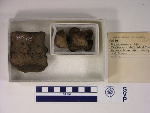 Hyposaurus sp.