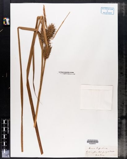 Carex lupulina