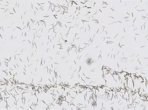 Haliclona cinerea