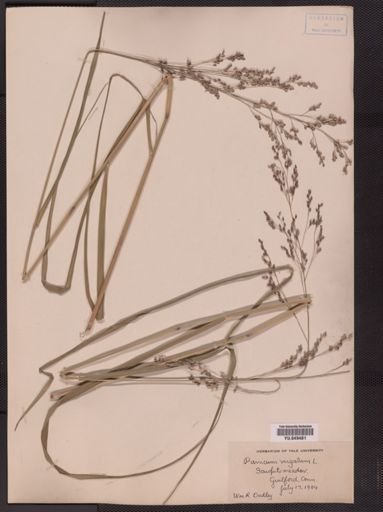 Panicum virgatum