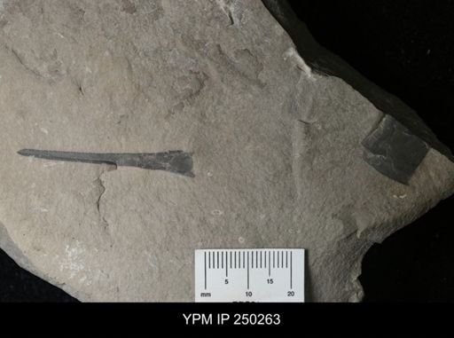 undet. Eurypterida
