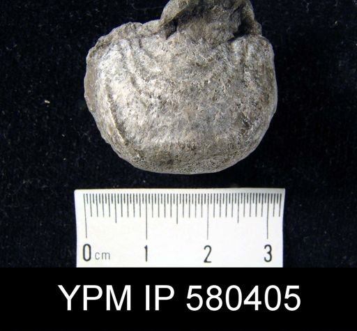Leptaena sp.
