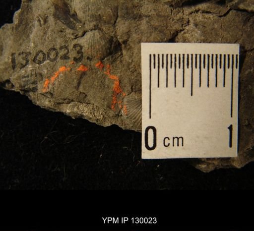 Ostracoda