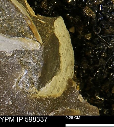 Limopsis striatopunctatus