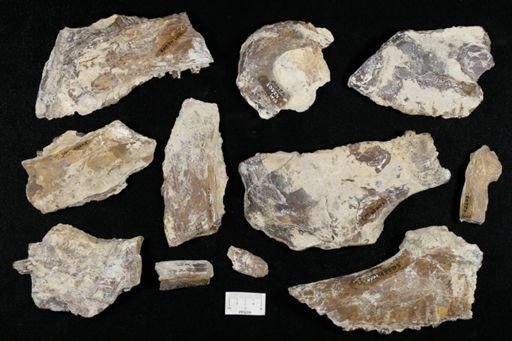 undet. Ichthyodectidae