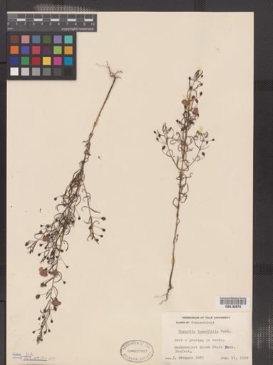 Agalinis tenuifolia