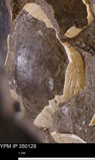 undet. Bivalvia