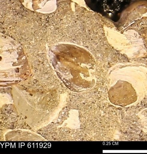 Protocardia subquadrata