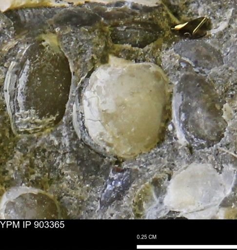Corbulamella sp.