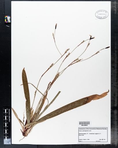 Carex plantaginea