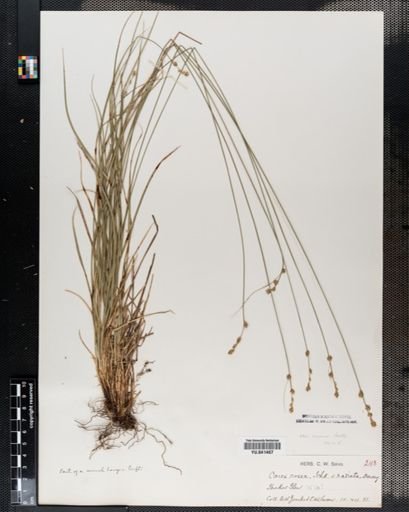 Carex rosea