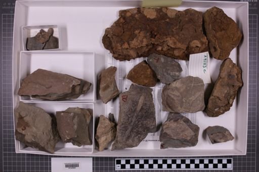mixed taxa, stratigraphic collection