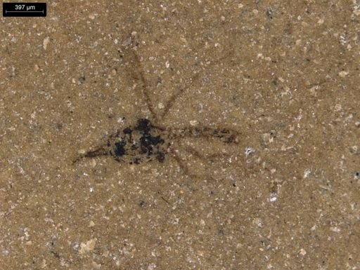 taxon undetermined