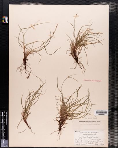 Plantae