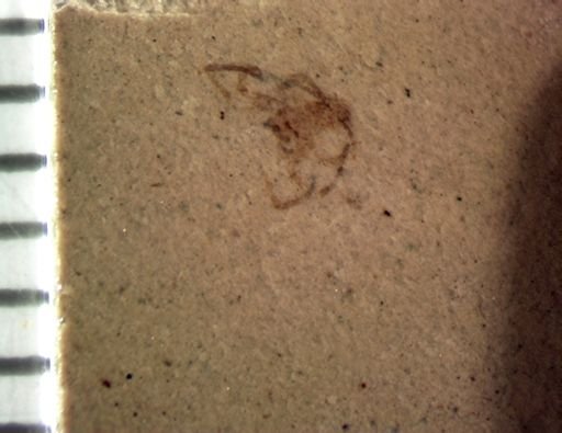 undet. Arachnida