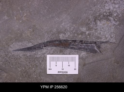 Paracarcinosoma?