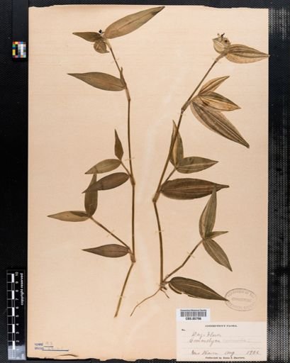Commelina communis
