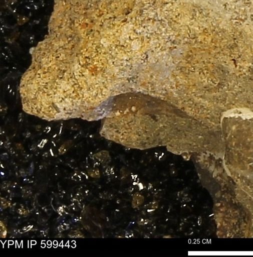 Protocardia subquadrata