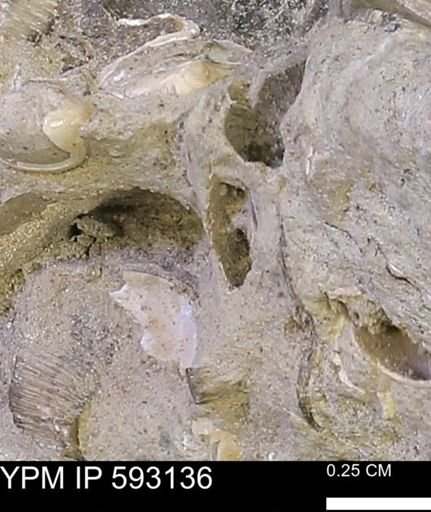 undet. Mollusca