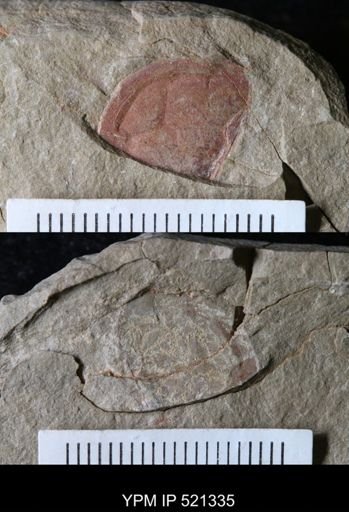 undet. Arthropoda