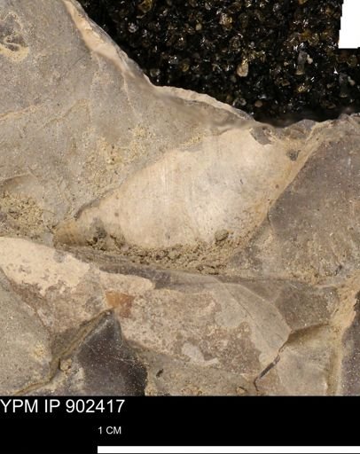 Baculites
