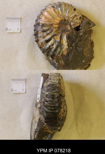 Jeletzkytes nebrascensis
