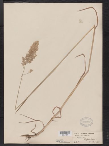 Holcus lanatus