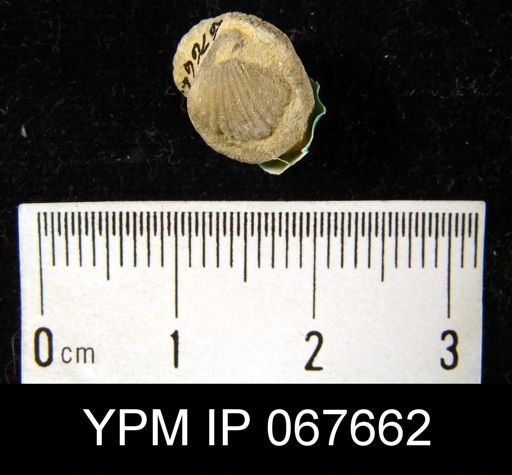 Rhynchospira formosa