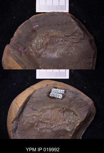 Anthracaris gracilis