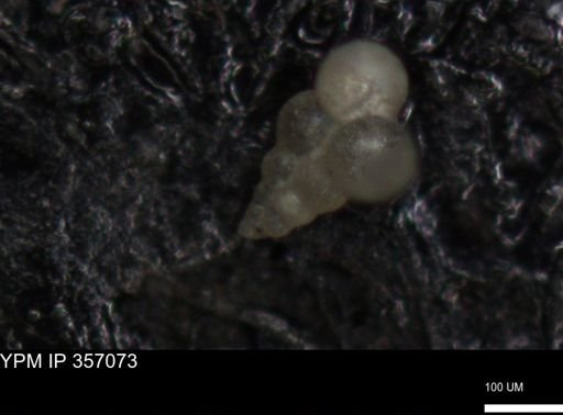 undet. Foraminiferida