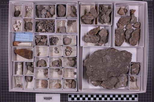 mixed taxa, stratigraphic collection