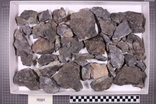 mixed taxa, stratigraphic collection