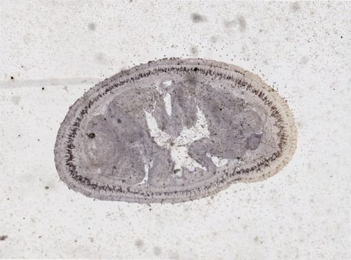 Lineus viridis