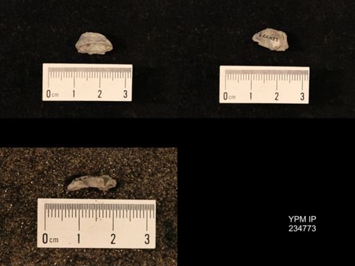 Marginifera splendens