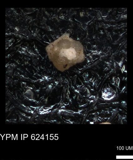 undet. Foraminiferida