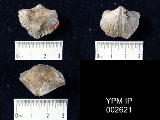 Spirifer bifidus