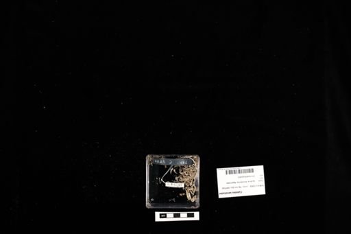 Calotes versicolor