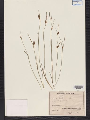 Carex
