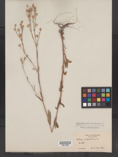 Plantae