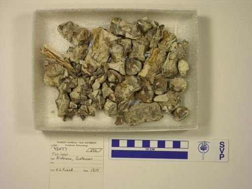 undet. Actinopterygii