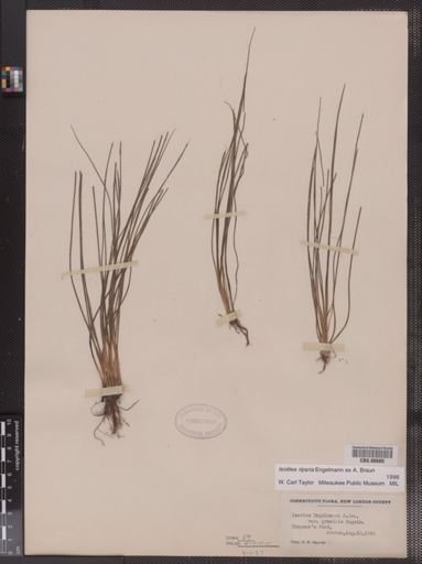 Isoetes riparia