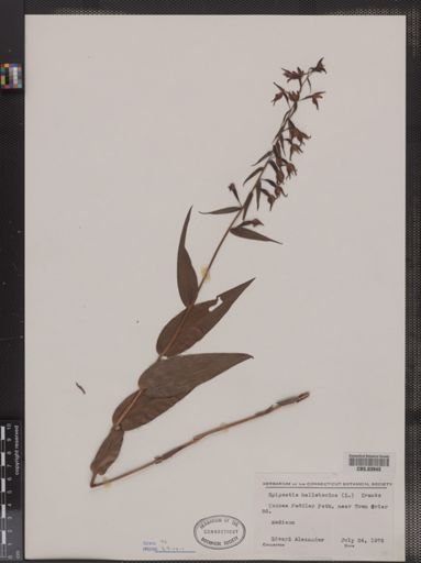 Epipactis helleborine