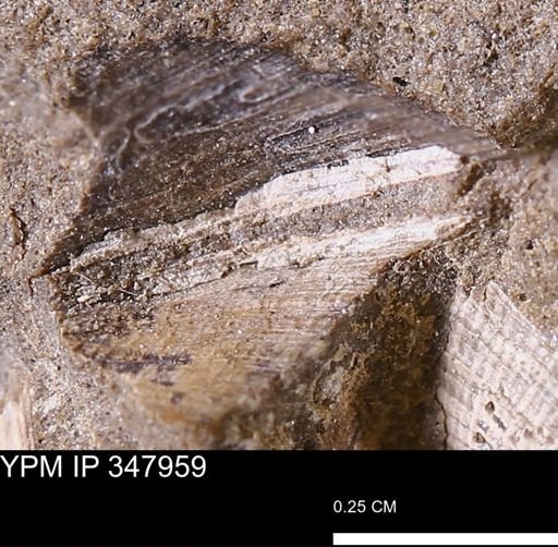 undet. Bivalvia